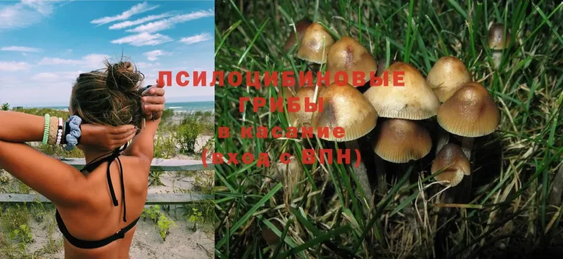 Псилоцибиновые грибы Psilocybine cubensis  блэк спрут зеркало  Тимашёвск 